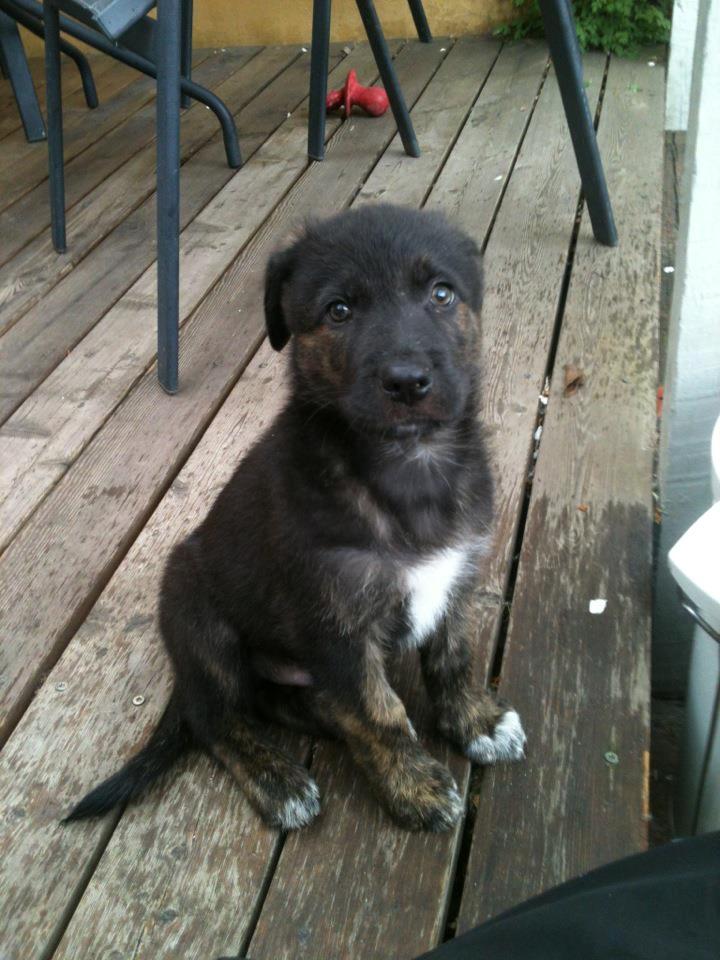 Blanding af racer Chico (The Champion) billede 5