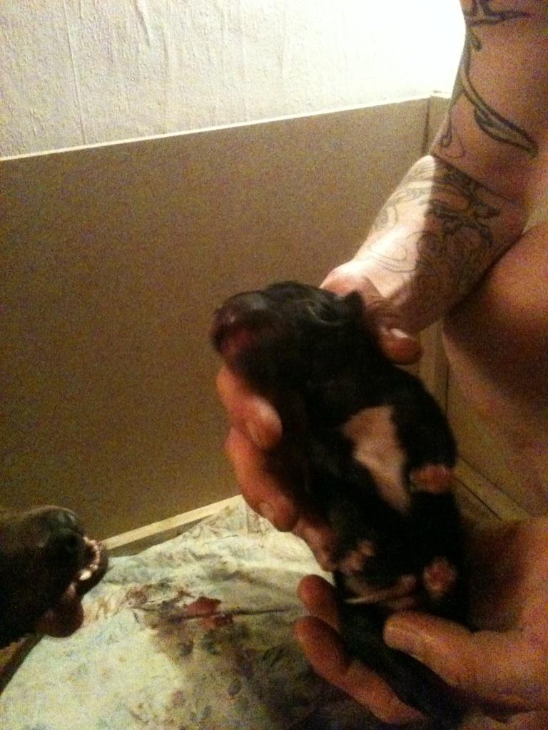 Blanding af racer Chico (The Champion) billede 7