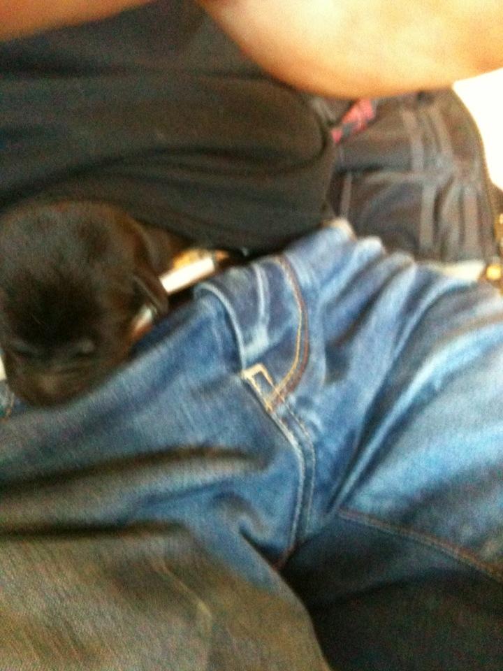 Blanding af racer Chico (The Champion) billede 8