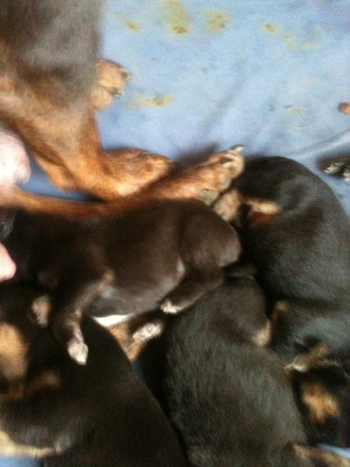 Blanding af racer Chico (The Champion) billede 9