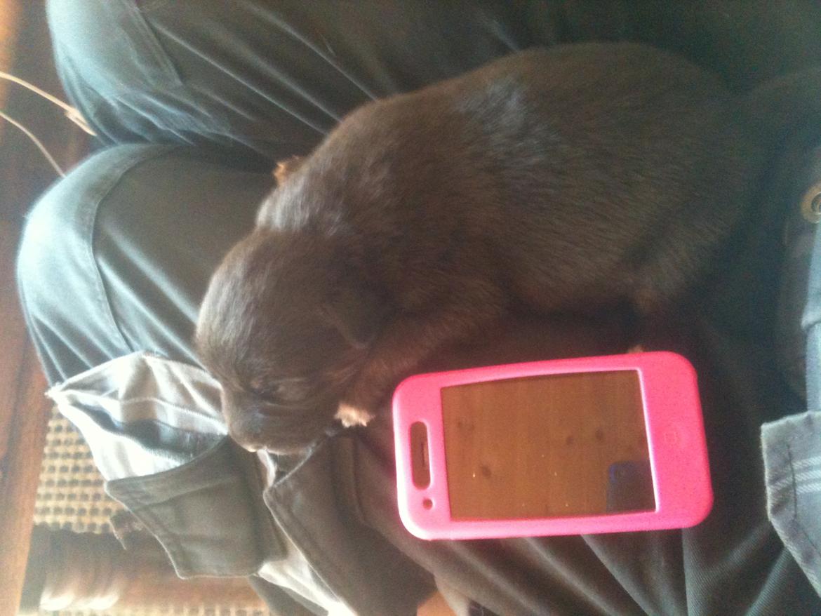 Blanding af racer Chico (The Champion) billede 10