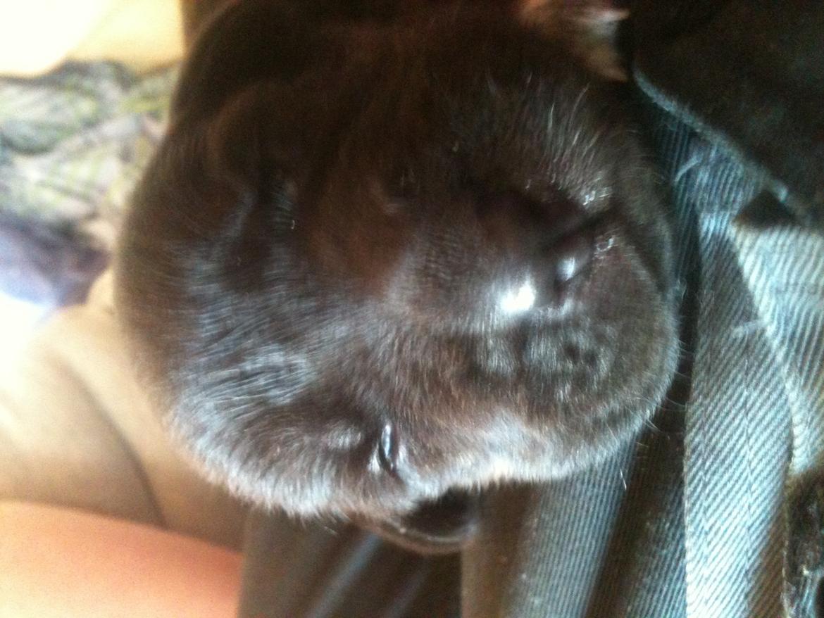 Blanding af racer Chico (The Champion) billede 11