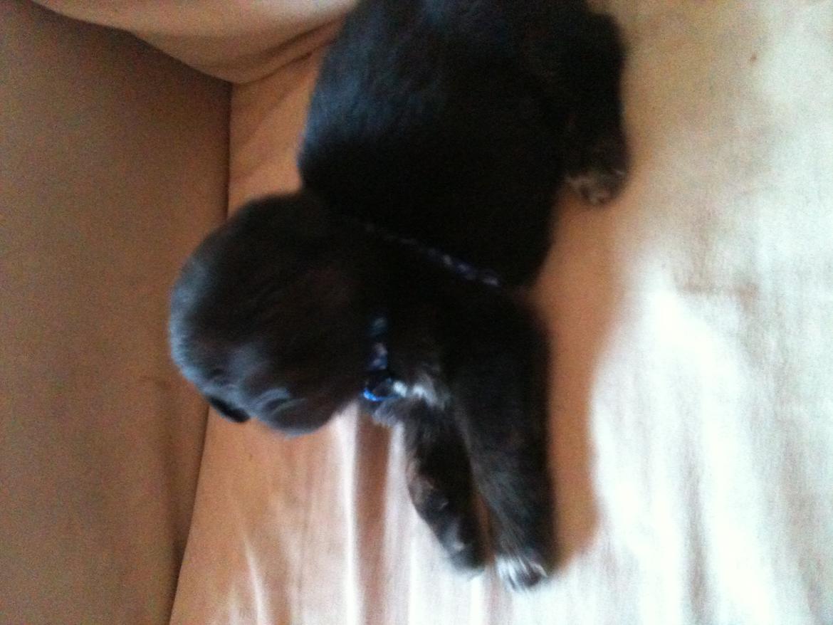 Blanding af racer Chico (The Champion) billede 13