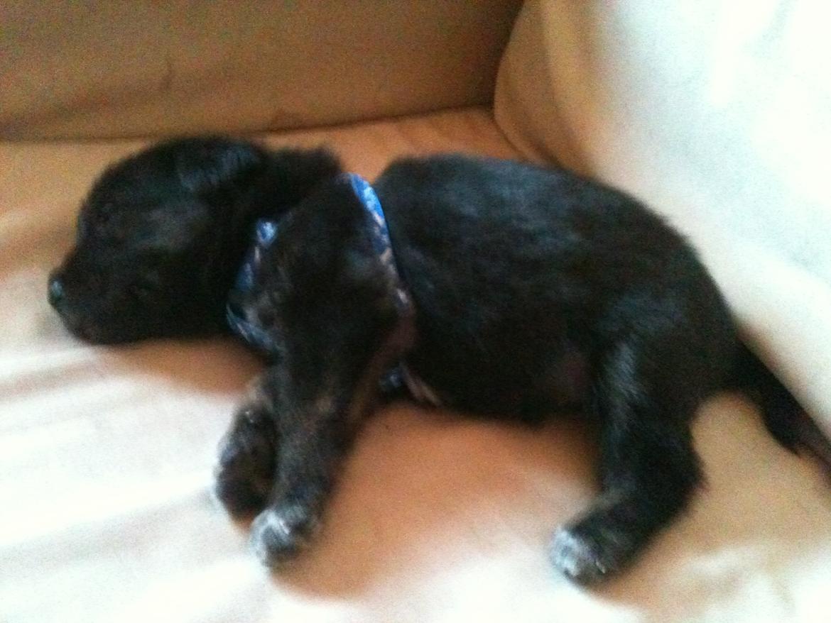 Blanding af racer Chico (The Champion) billede 14