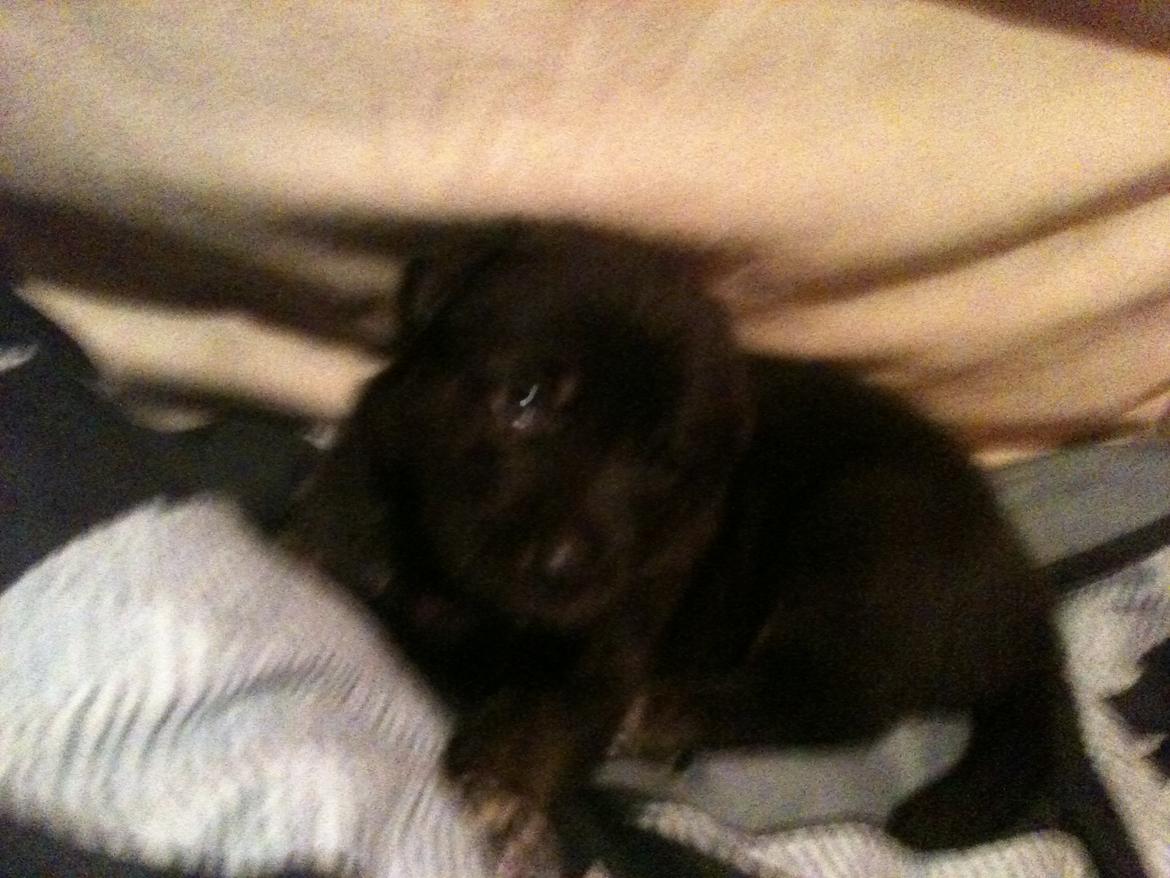 Blanding af racer Chico (The Champion) billede 15