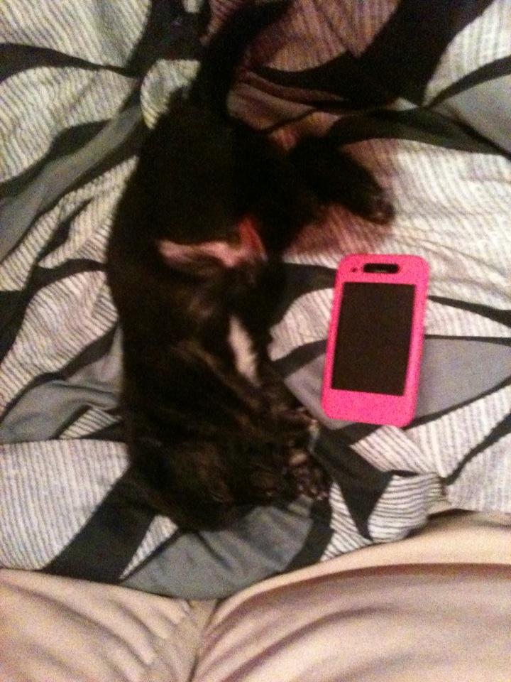 Blanding af racer Chico (The Champion) billede 16