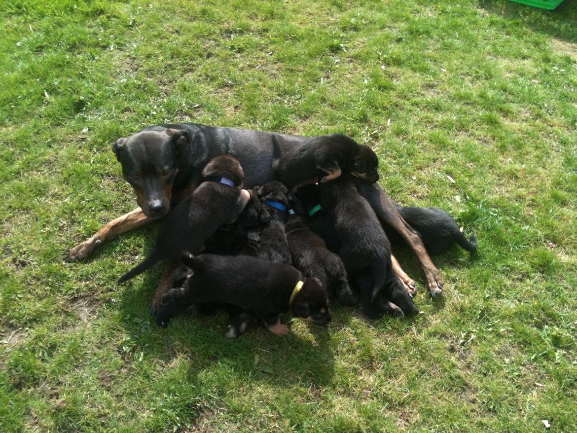 Blanding af racer Chico (The Champion) billede 17