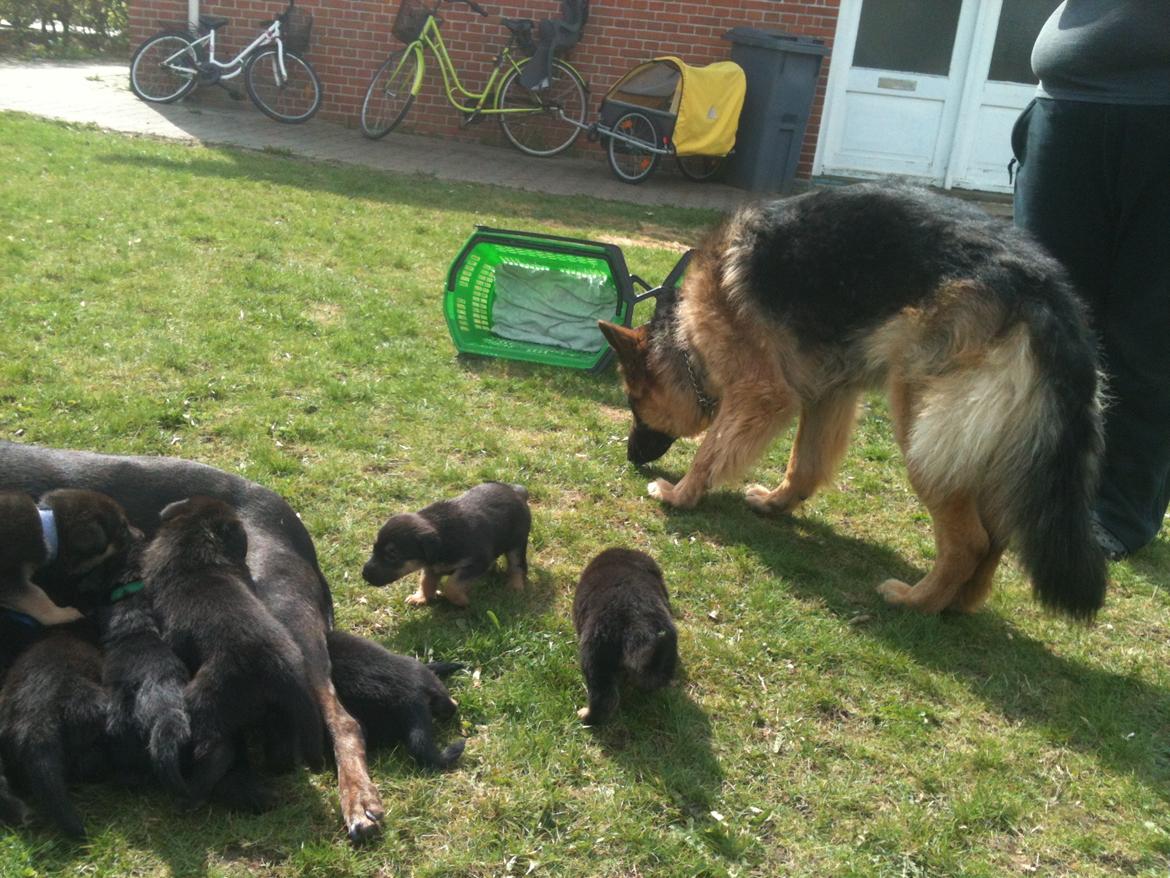 Blanding af racer Chico (The Champion) billede 18