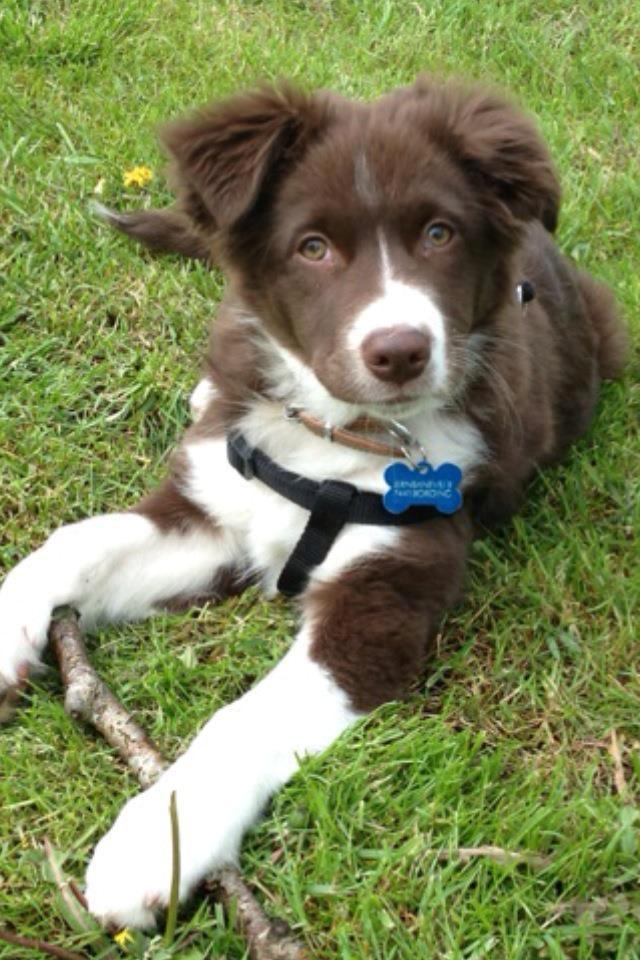 Australian shepherd Bosco - Bosco 12 uger :D som han dog vokser den lille charmetrold <3 billede 14