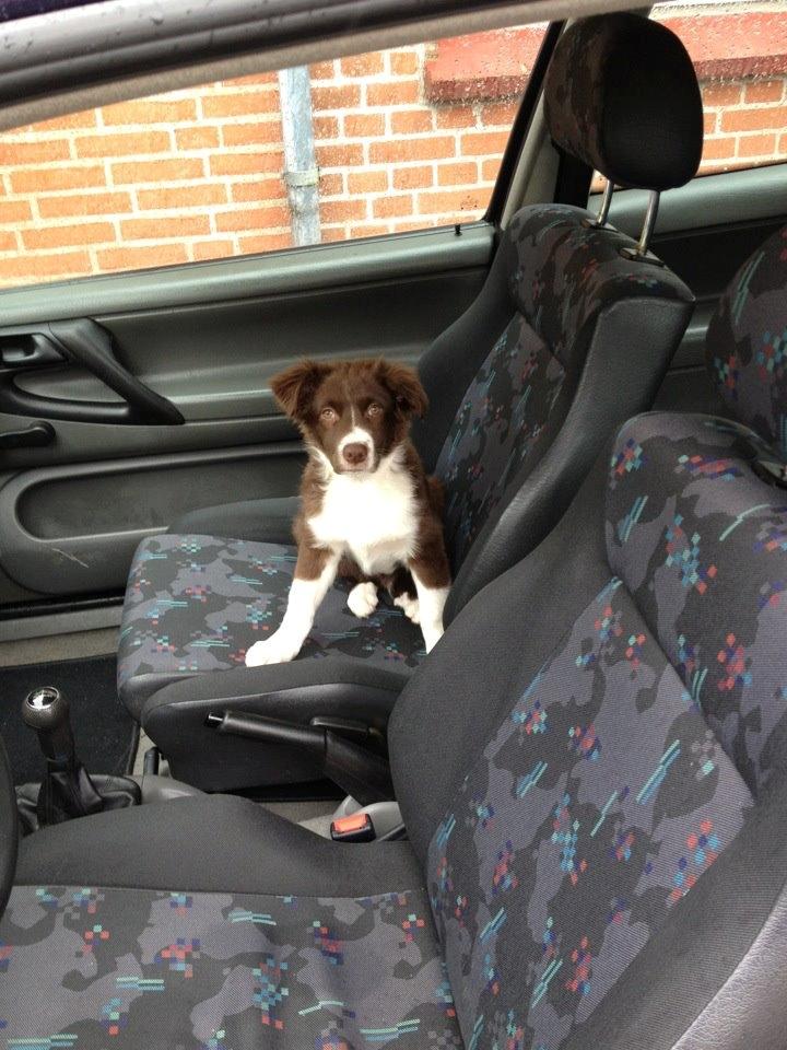 Australian shepherd Bosco - Bosco vil ud og køre :D billede 15