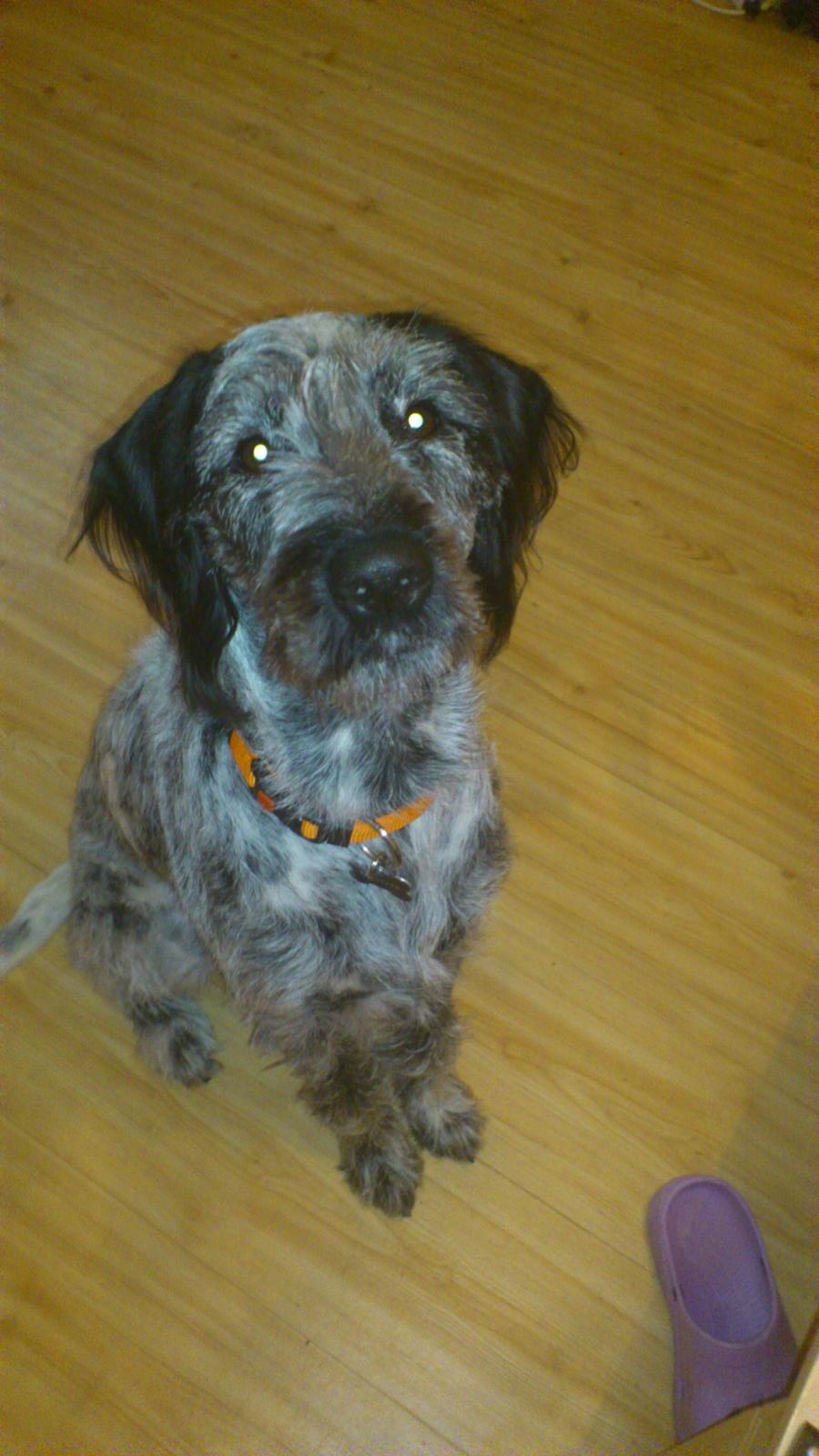 Blanding af racer Zikka billede 2