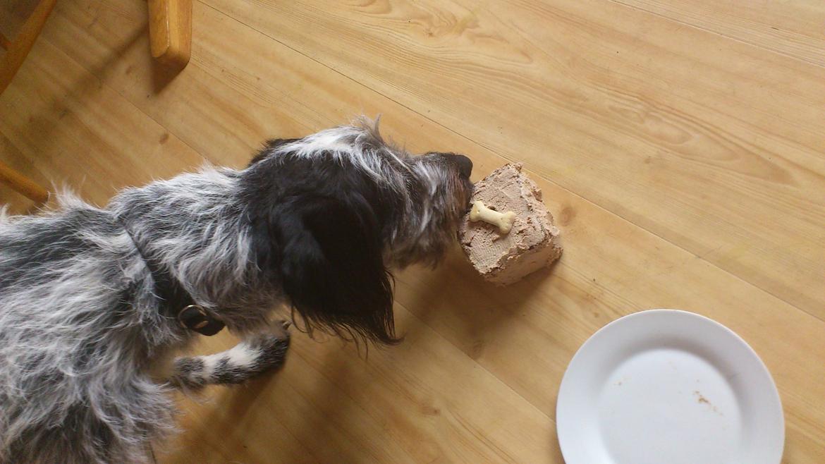 Blanding af racer Zikka billede 6