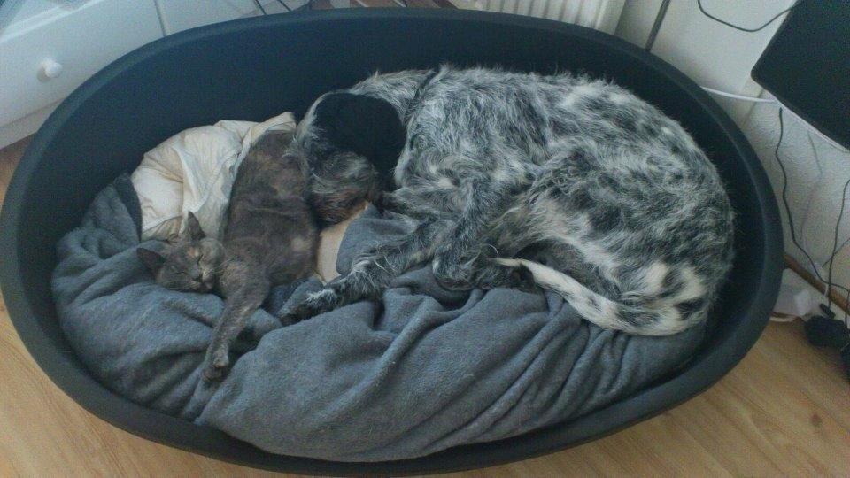 Blanding af racer Zikka billede 4