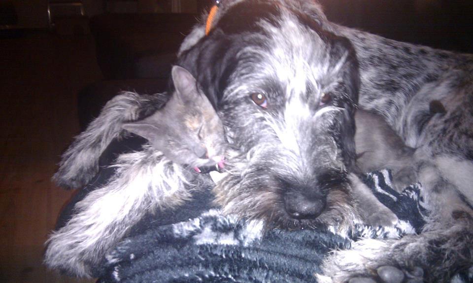 Blanding af racer Zikka billede 7