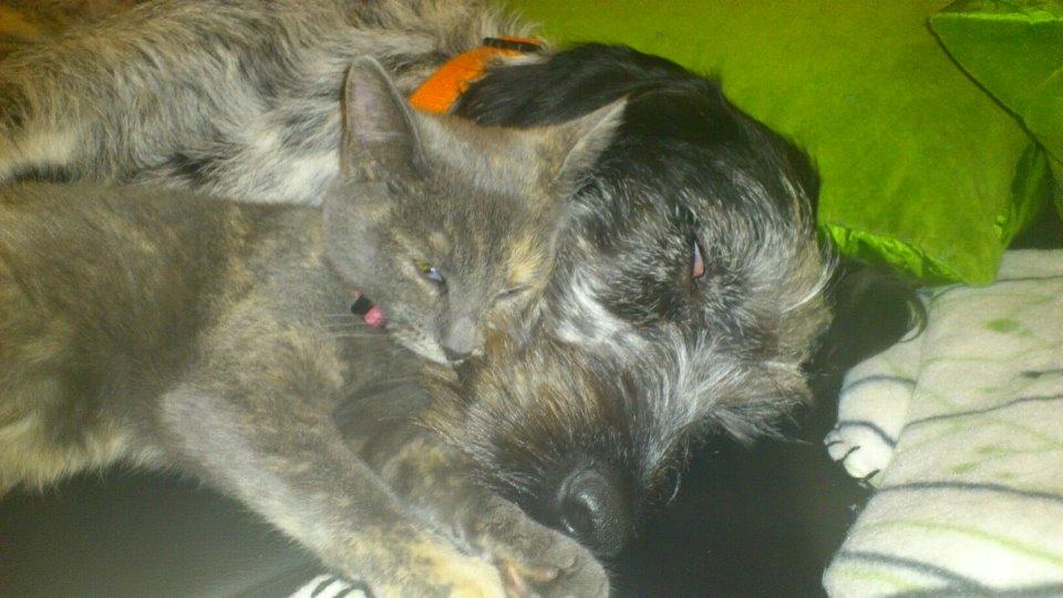 Blanding af racer Zikka billede 8