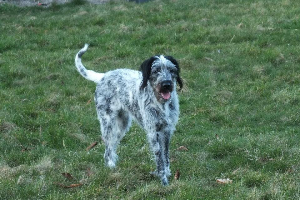 Blanding af racer Zikka billede 9