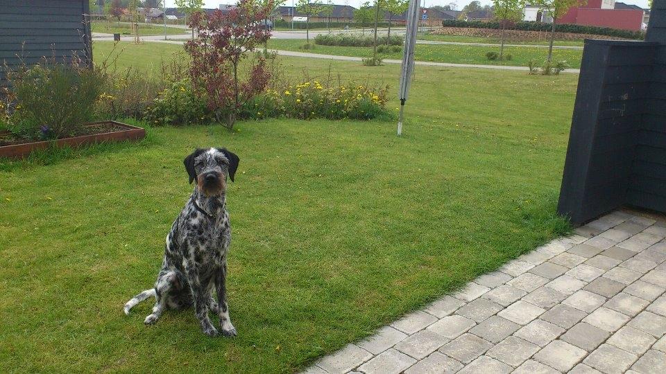 Blanding af racer Zikka billede 3