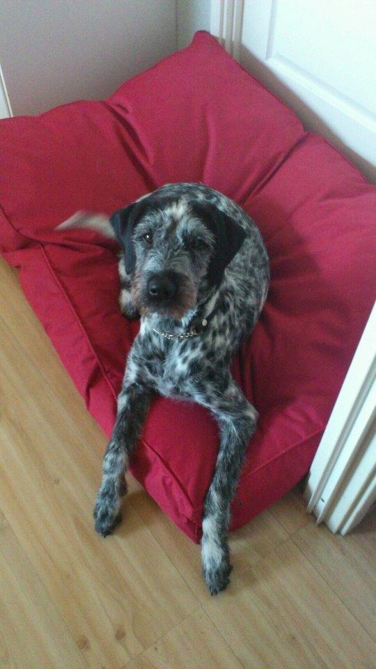 Blanding af racer Zikka billede 1