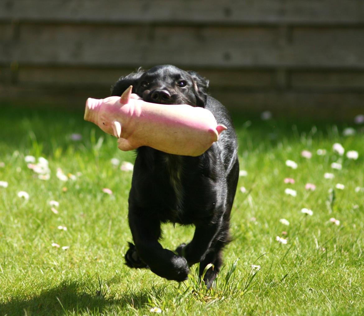 Field Trial Cockerspaniel Marley - Marley som lille :) Ca. 3-4 mdr. gammel. billede 3