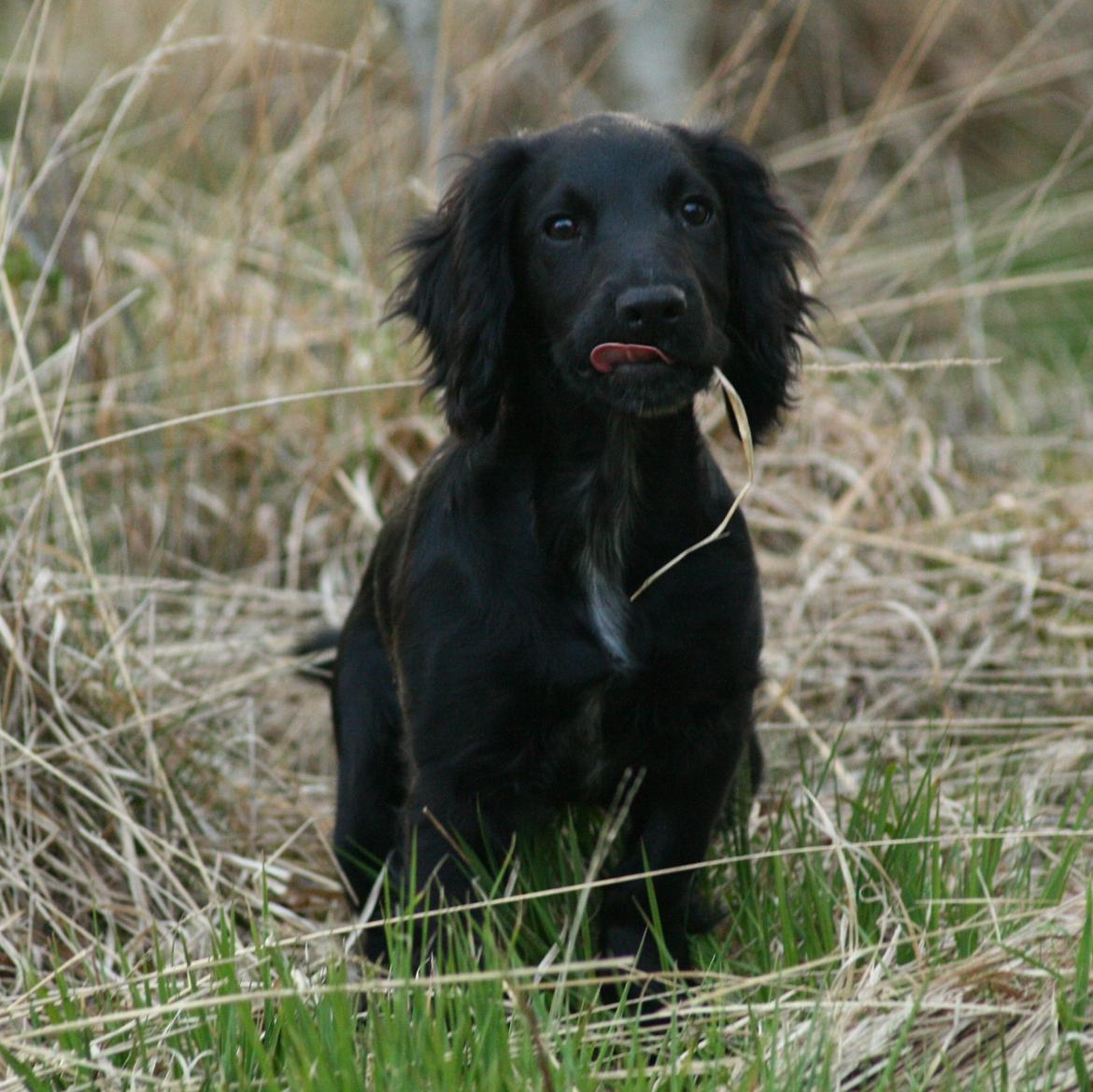 Field Trial Cockerspaniel Marley - Marley som lille :) Ca. 3-4 mdr. gammel. billede 4