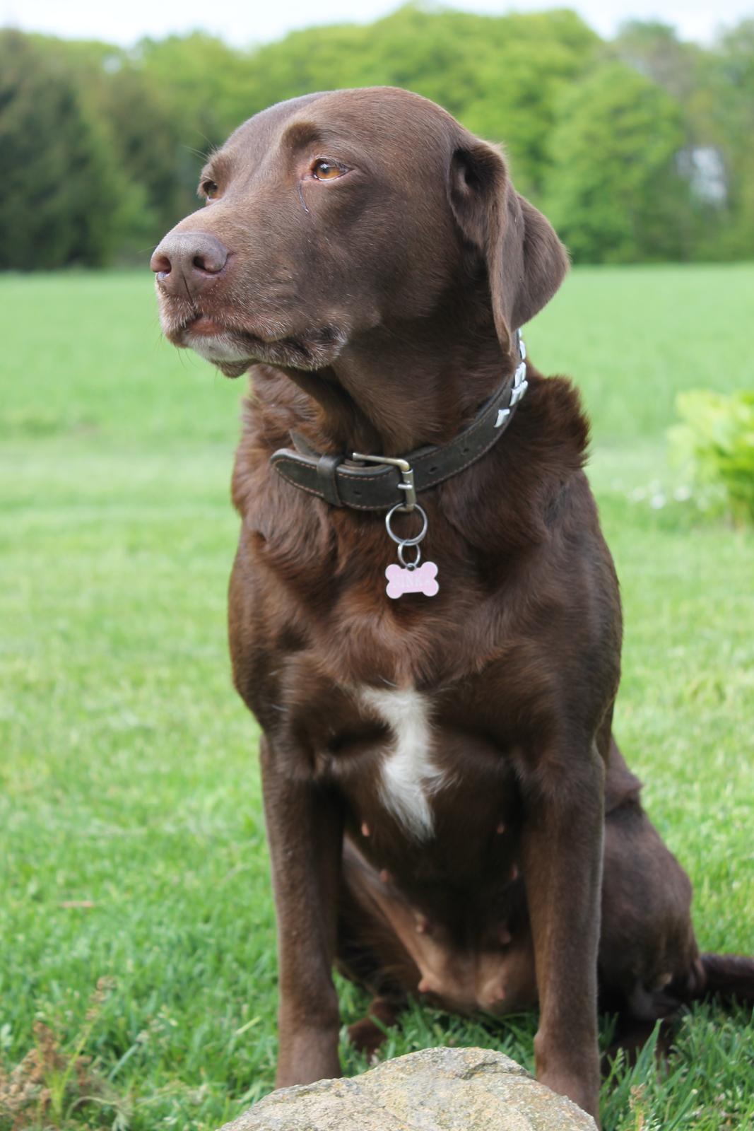 Blanding af racer Ninka billede 4