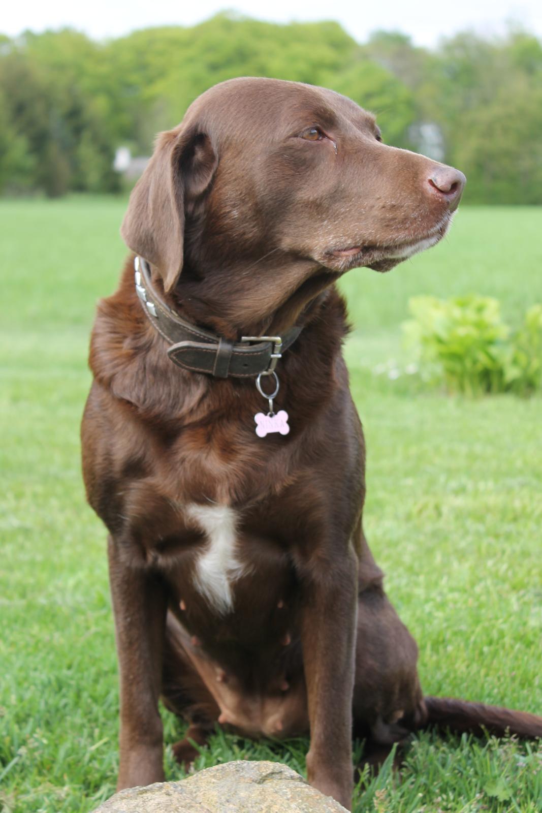 Blanding af racer Ninka billede 5