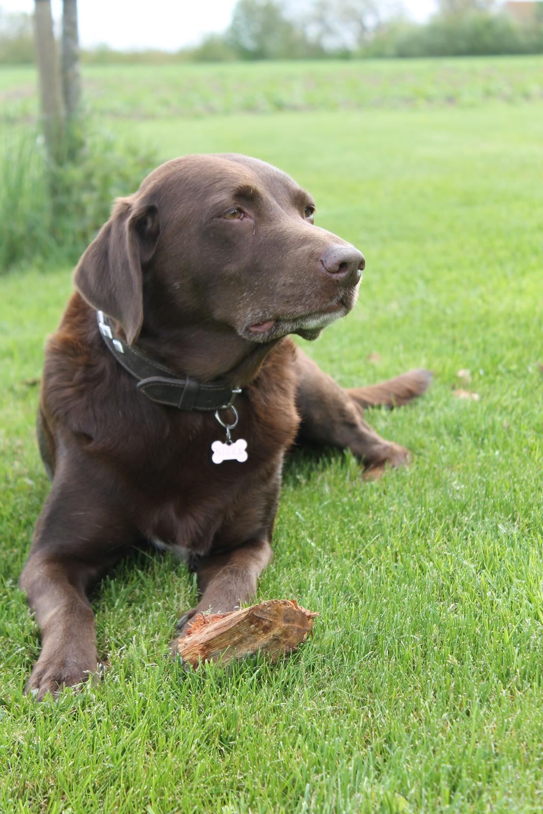 Blanding af racer Ninka billede 6