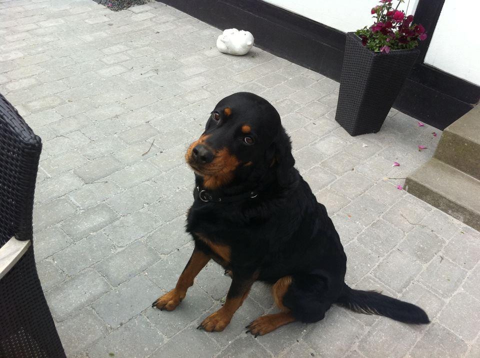 Blanding af racer Molly - Øjne siger alt!:-)<3 billede 3
