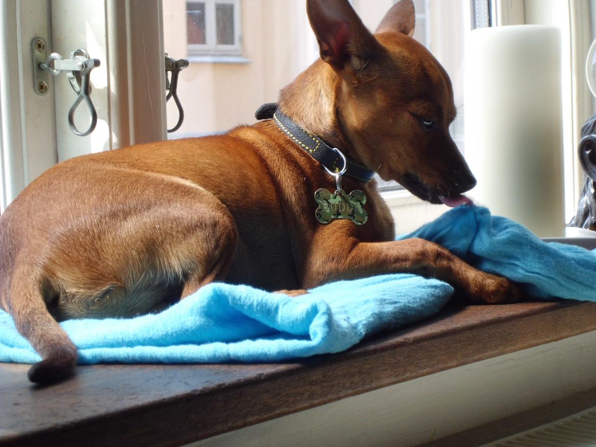 Blanding af racer Budda " Mors dreng" billede 15