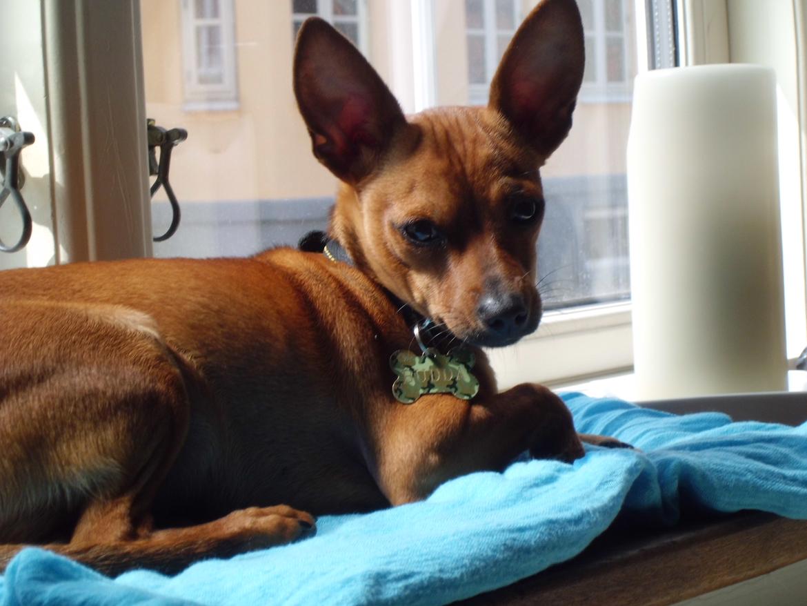 Blanding af racer Budda " Mors dreng" billede 16