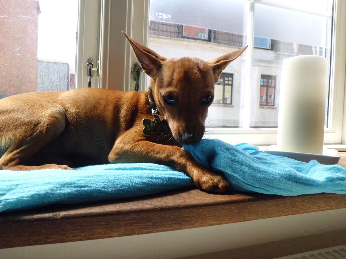 Blanding af racer Budda " Mors dreng" billede 17