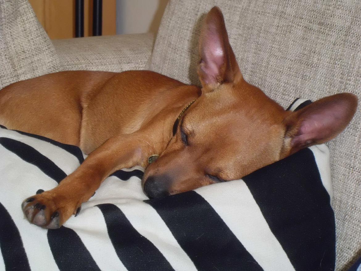 Blanding af racer Budda " Mors dreng" billede 19