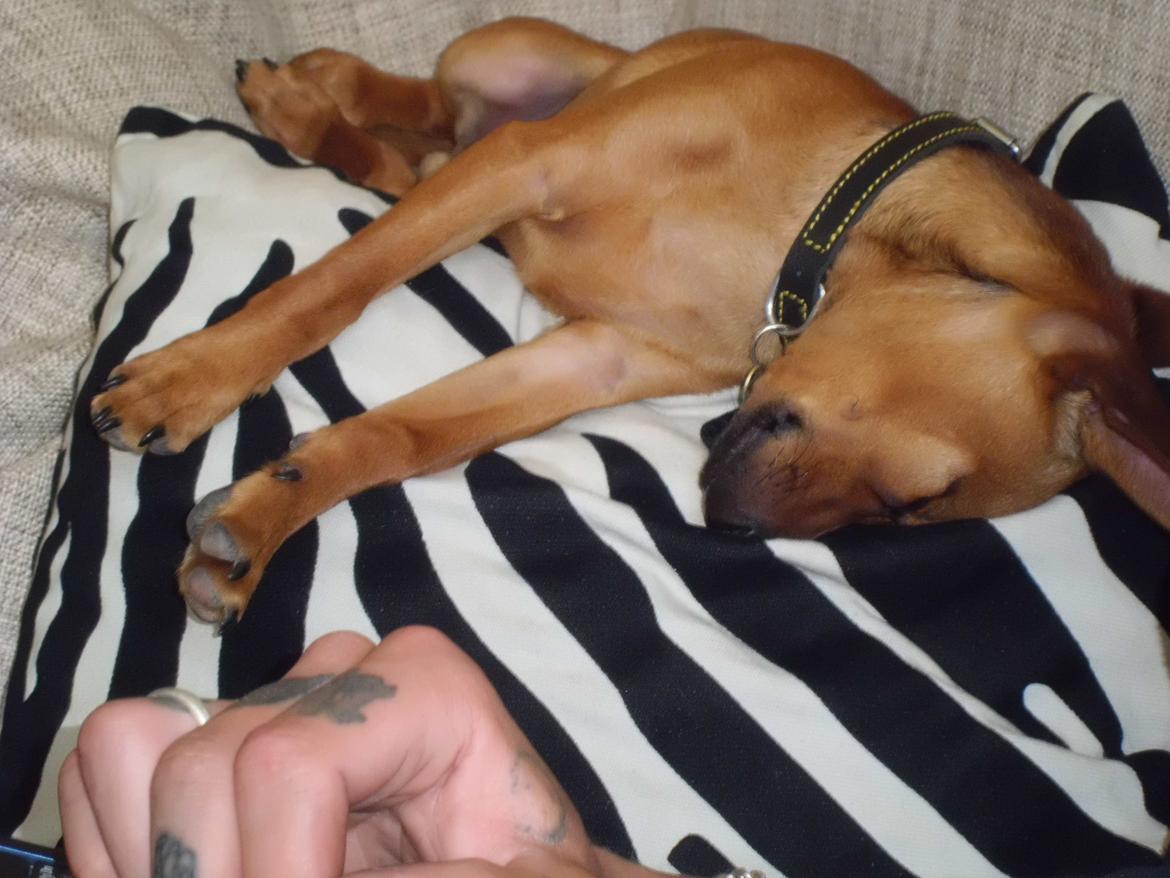 Blanding af racer Budda " Mors dreng" billede 20