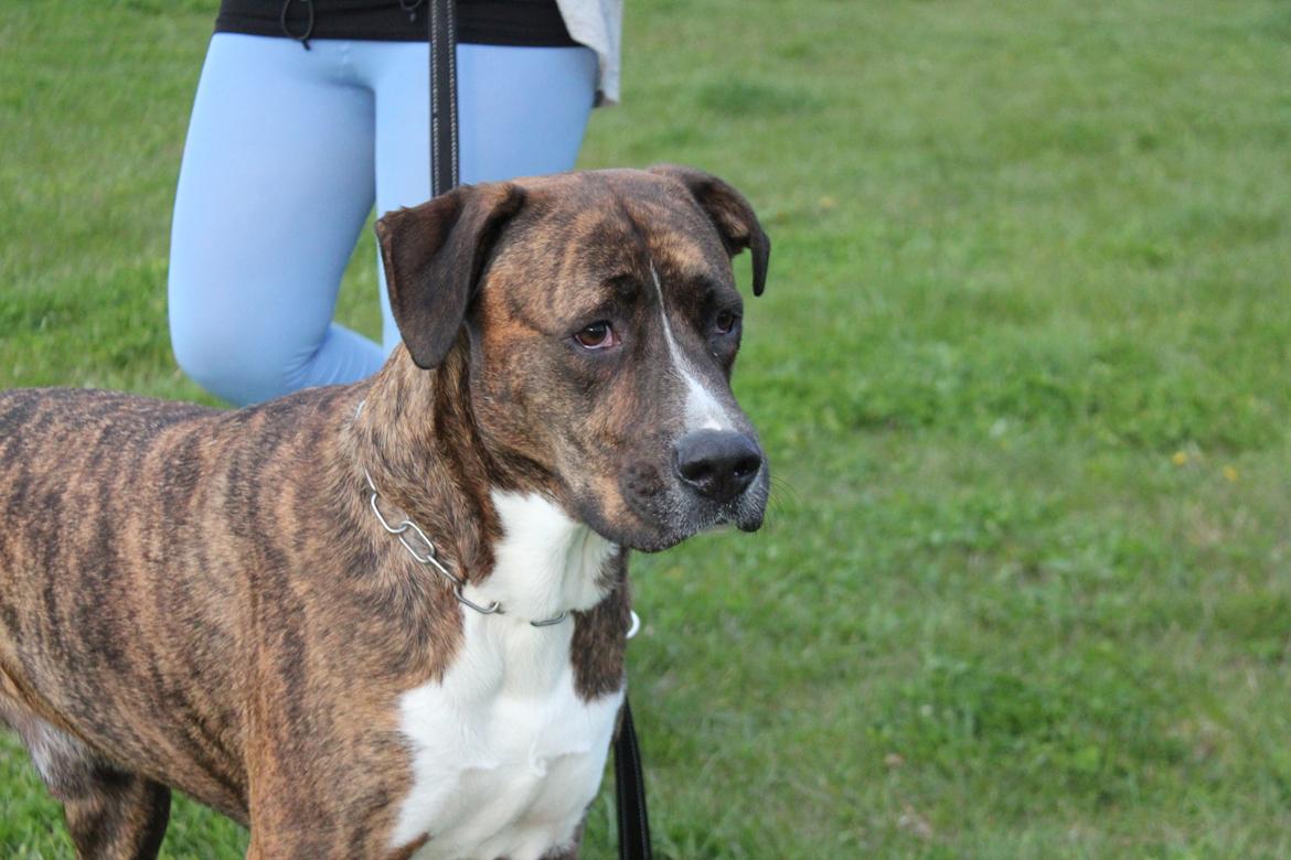 Blanding af racer Gizmo " Fars hund" billede 3