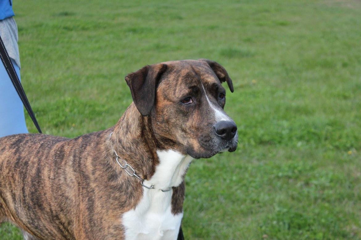 Blanding af racer Gizmo " Fars hund" billede 4