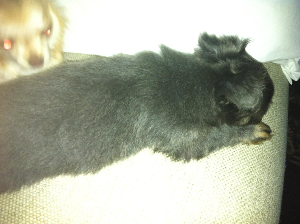 Chihuahua Cæsar billede 1