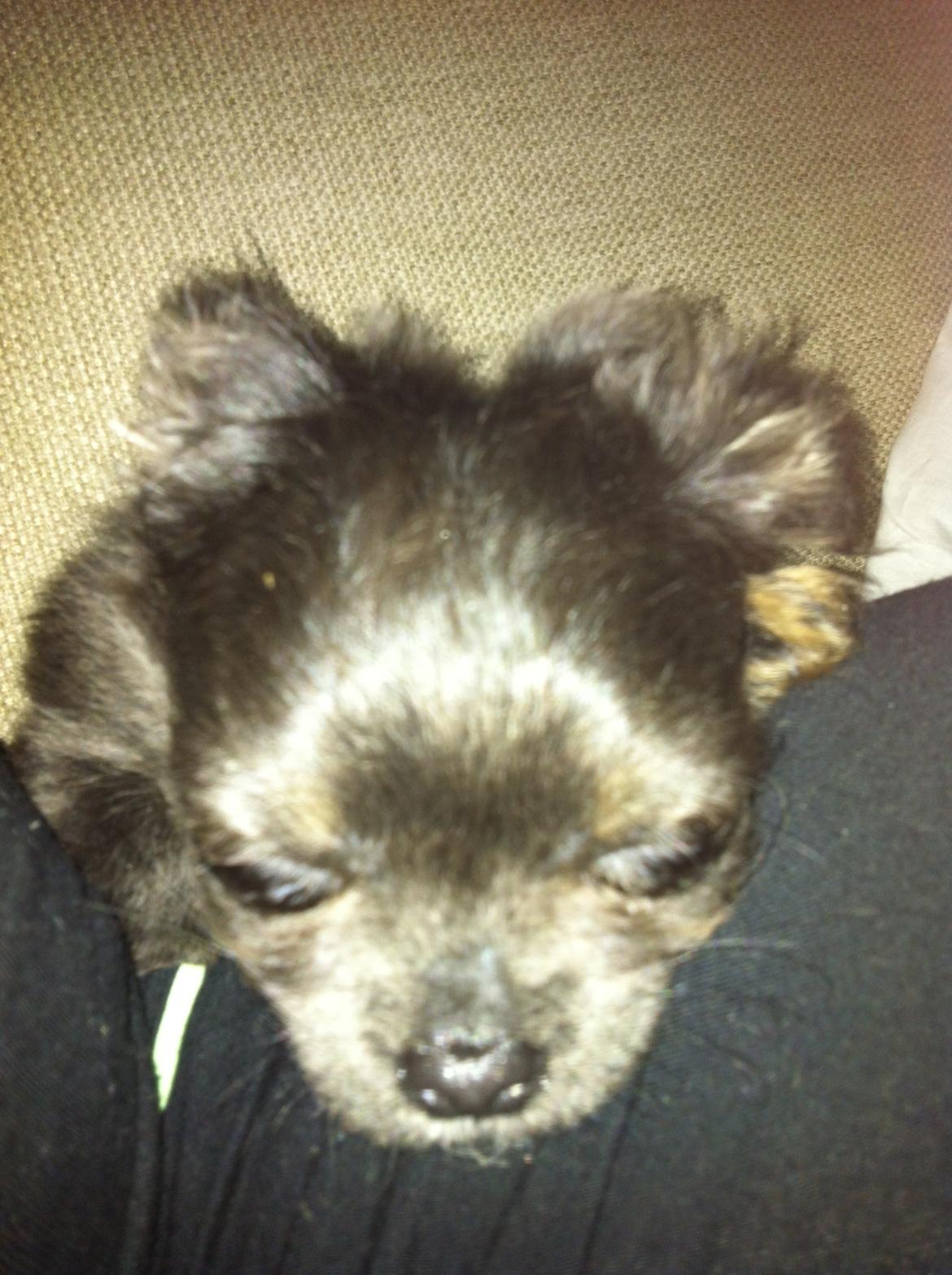 Chihuahua Cæsar billede 2