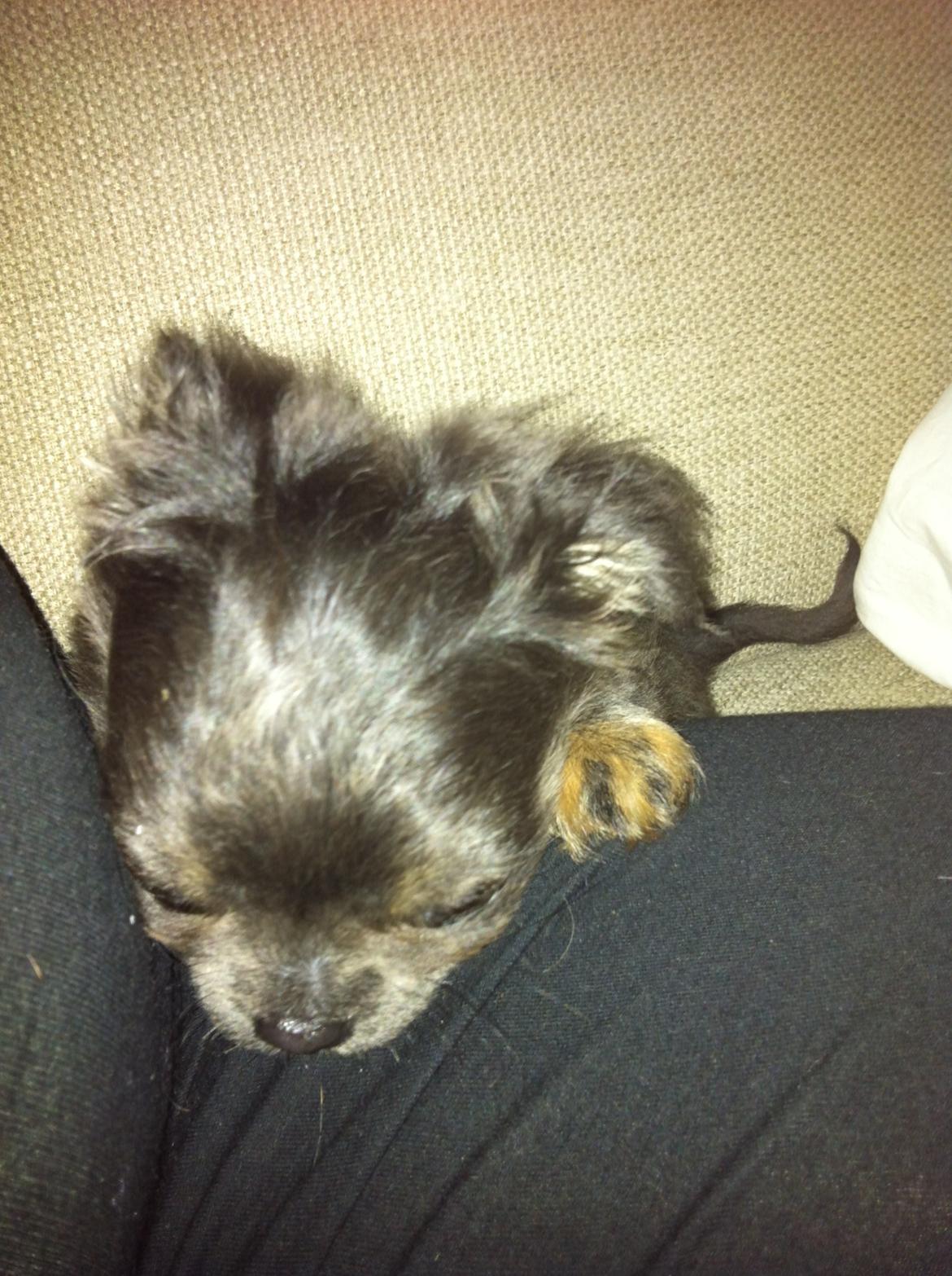 Chihuahua Cæsar billede 3