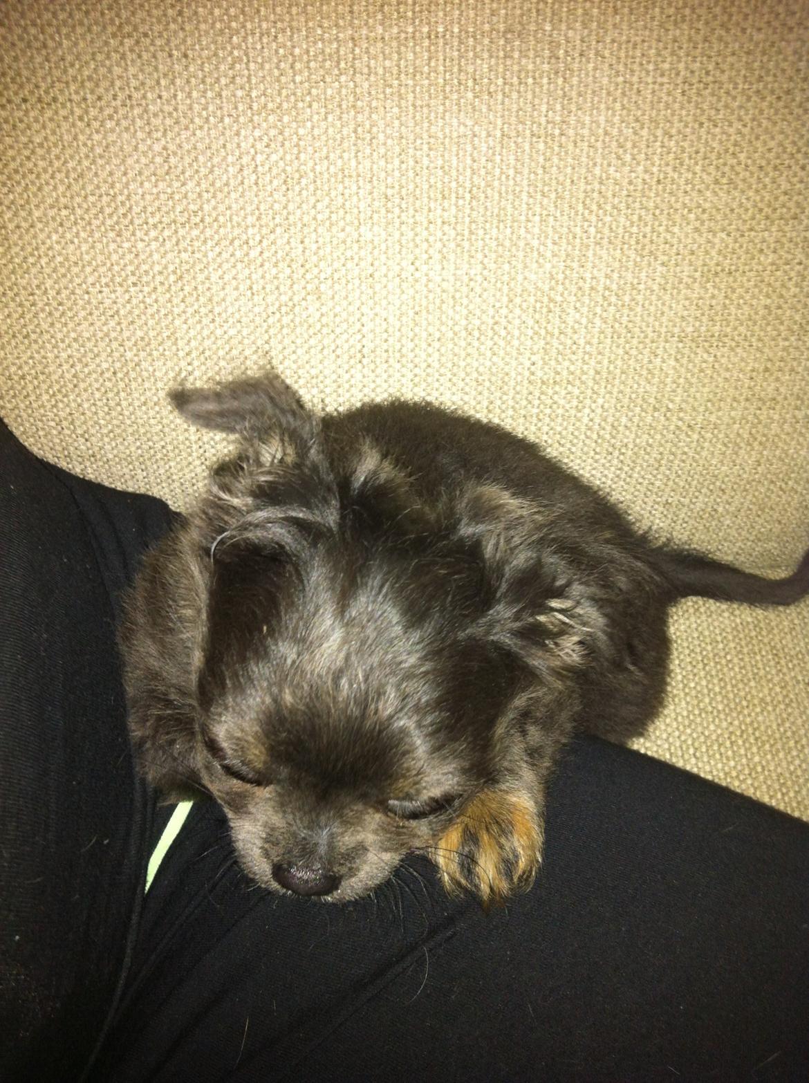 Chihuahua Cæsar billede 5