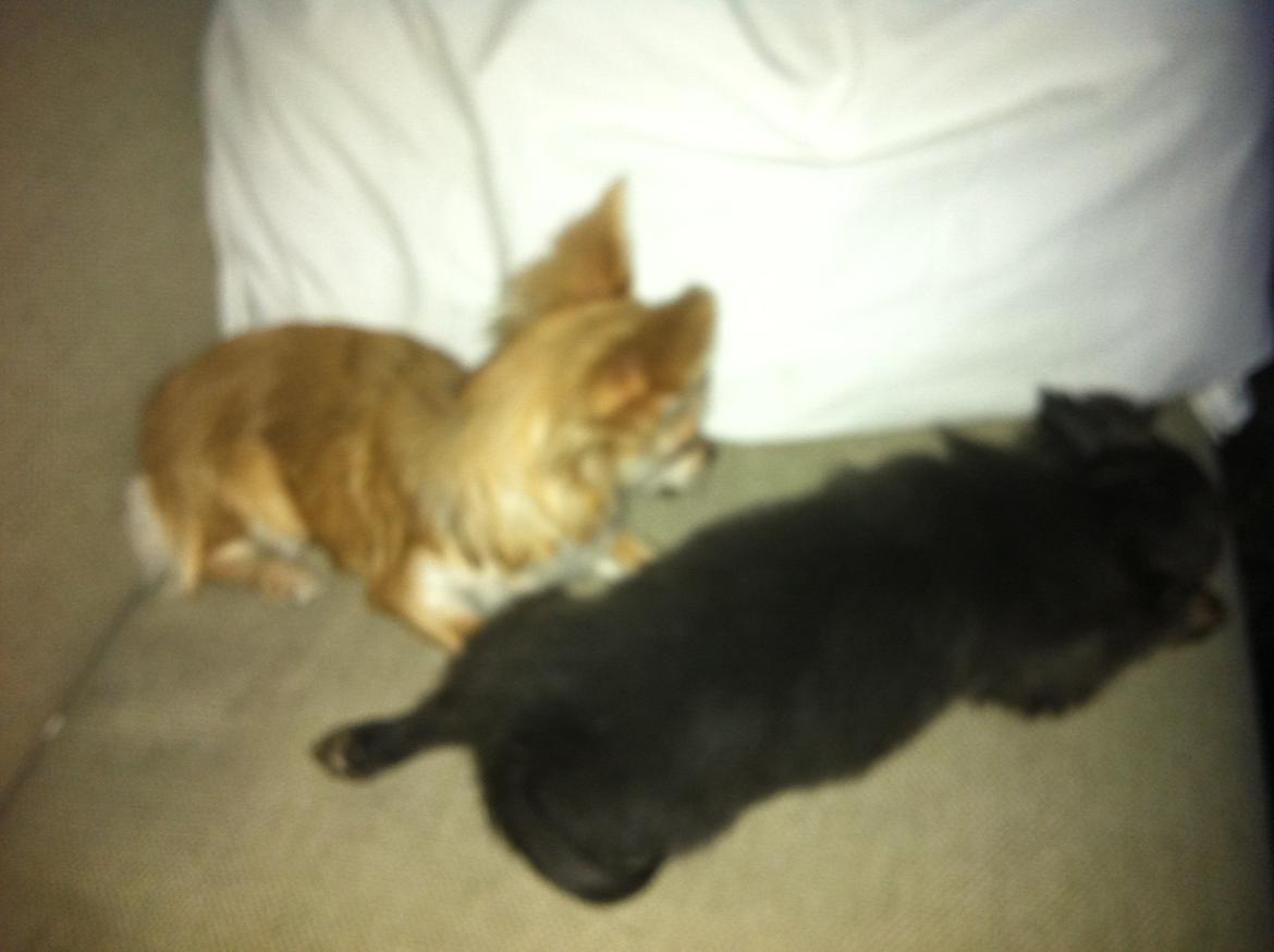 Chihuahua Cæsar billede 6