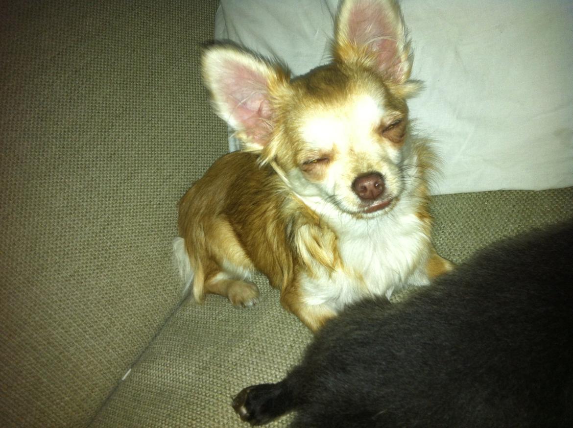 Chihuahua Chloe billede 1