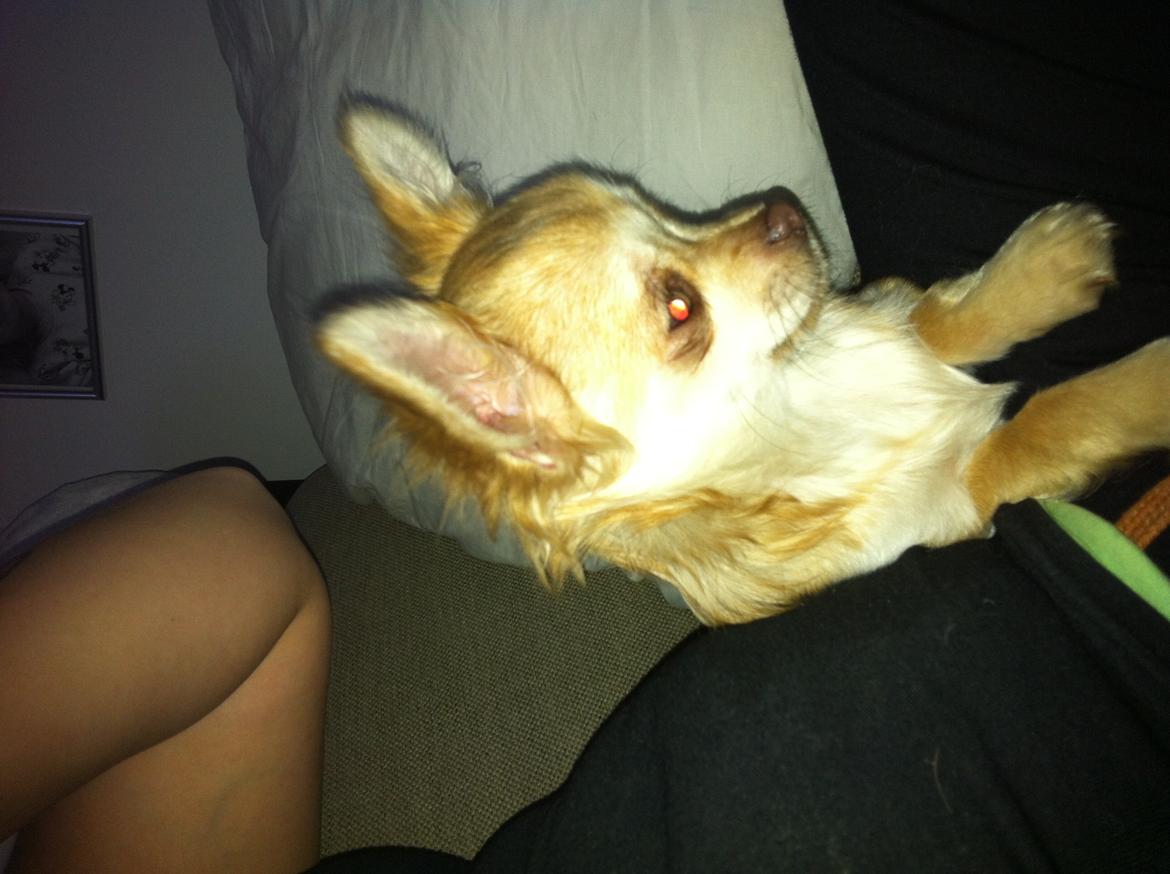 Chihuahua Chloe billede 2