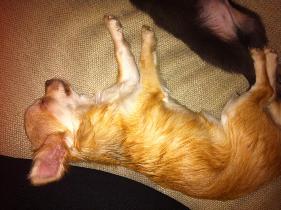 Chihuahua Chloe billede 3