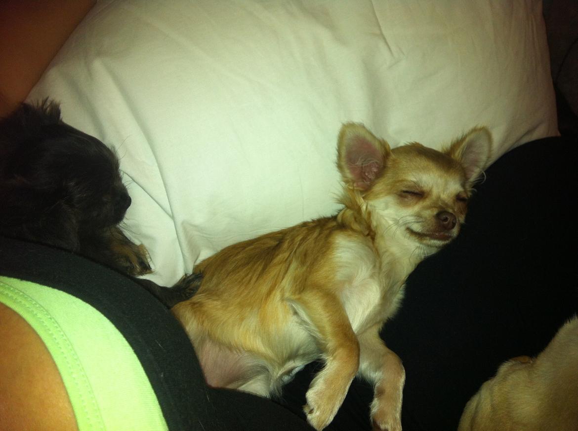 Chihuahua Chloe billede 4