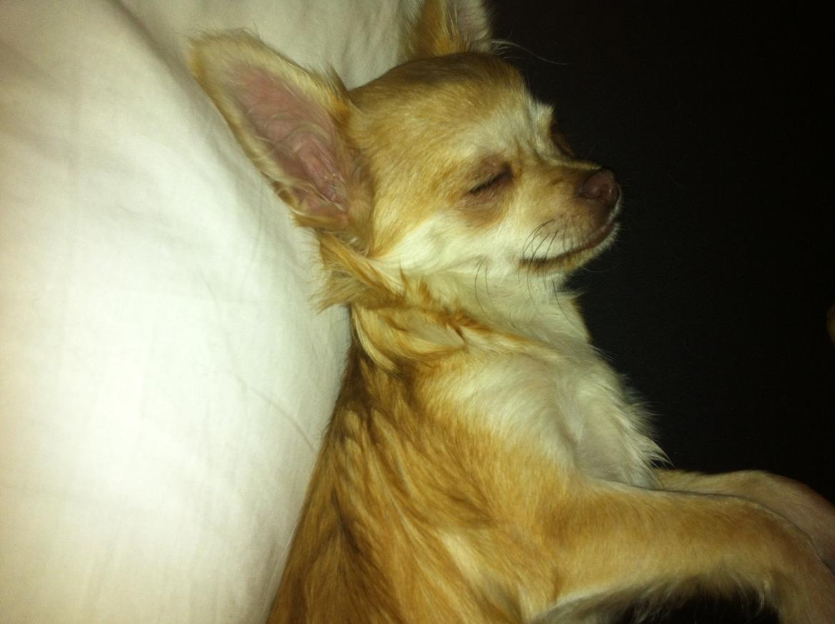 Chihuahua Chloe billede 5