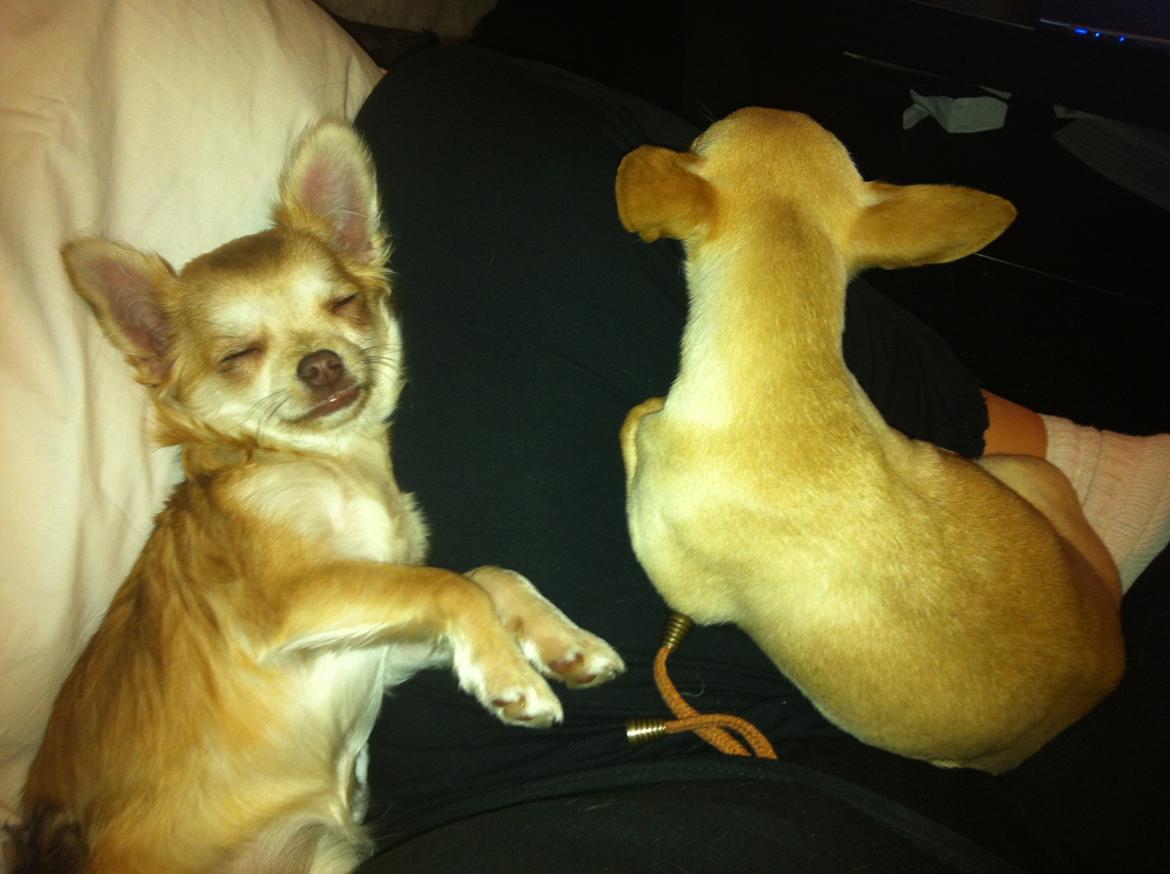 Chihuahua Chloe billede 6