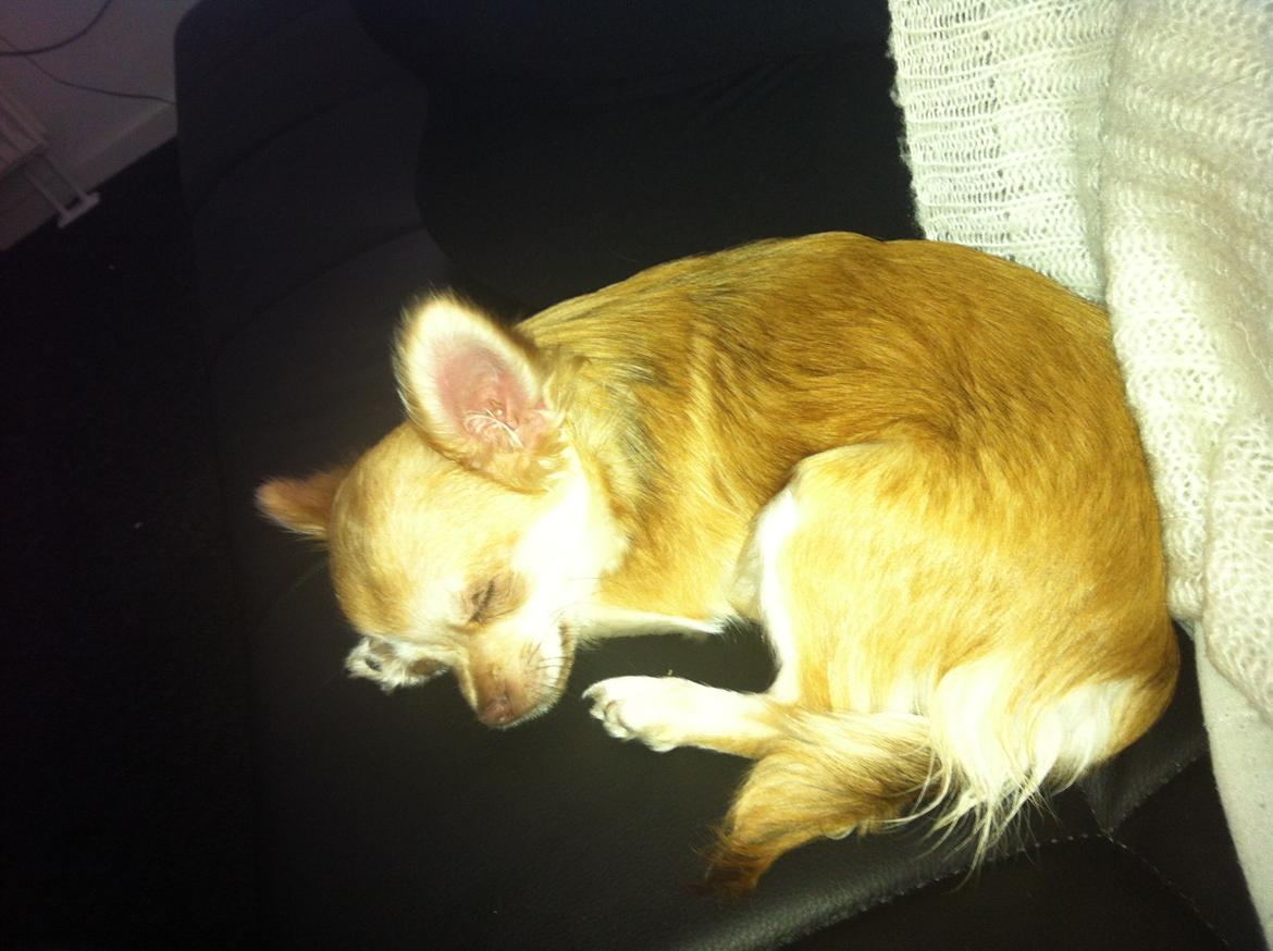 Chihuahua Chloe billede 7