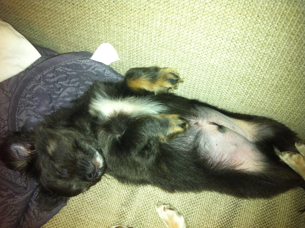 Chihuahua Cæsar billede 7