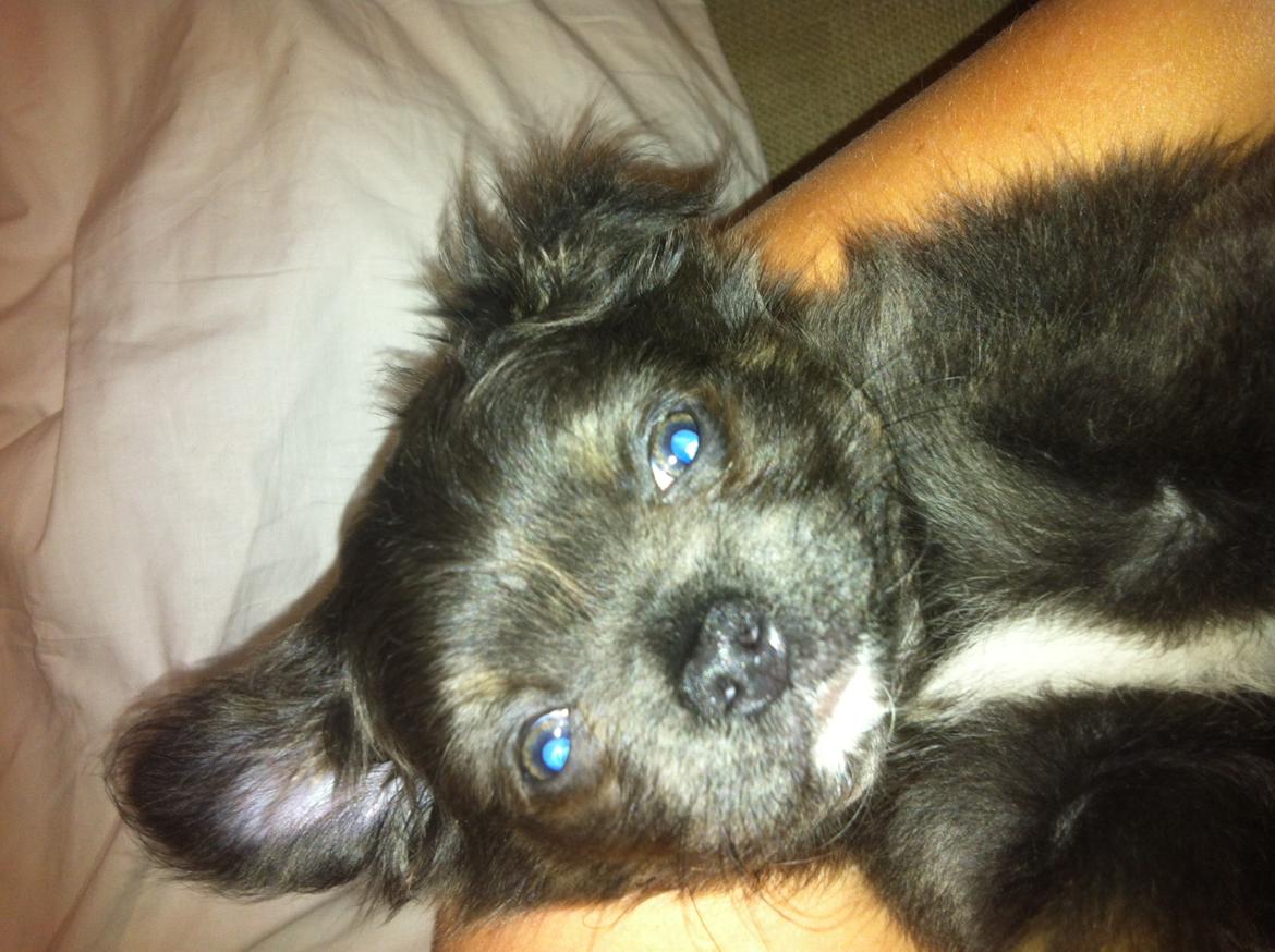 Chihuahua Cæsar billede 8