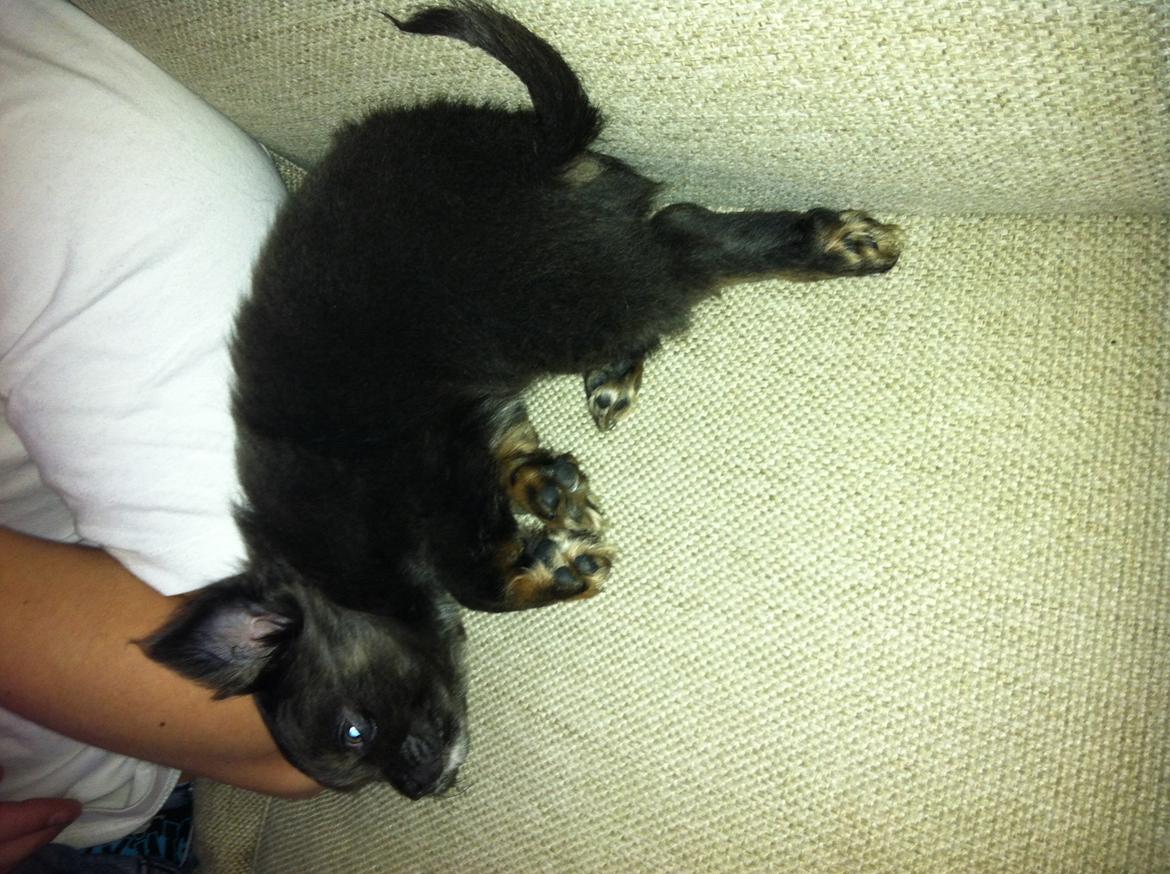 Chihuahua Cæsar billede 9